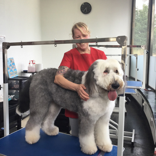 a groomer styling a fluffy dog on a grooming table with a clean background and tools nearby dog grooming services