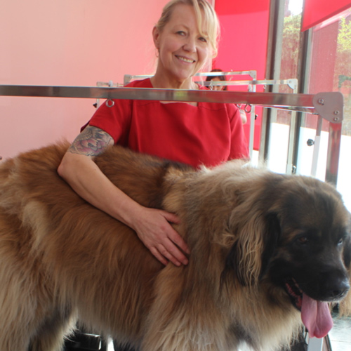 woman grooming a large dog in a pet salon smiling with a clean dog enjoying five star care
