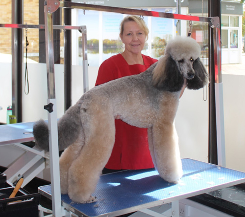 woman grooming dog on table with stylish poodle cut in modern grooming salon