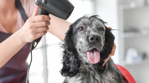 a person using a hair dryer on a dog with black and white fur during grooming session pet care