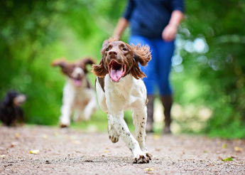 a happy dog running on a path with two other dogs in the background enjoying a sunny day with a person nearby great for families