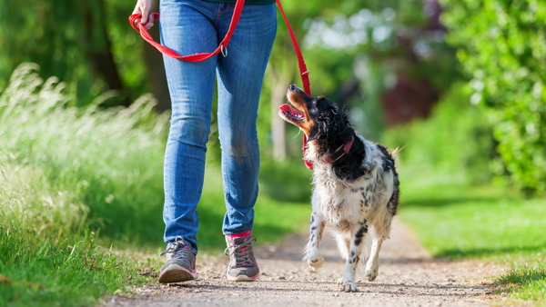 person walking a dog on a pathway surrounded by greenery showcasing the joy of pet ownership and the benefits of walking for health and wellness including enjoying nature