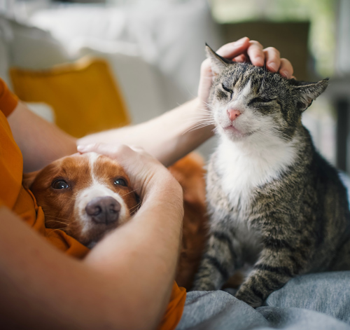 a person petting a dog and a cat sitting together showing affection and happiness pet care companionship
