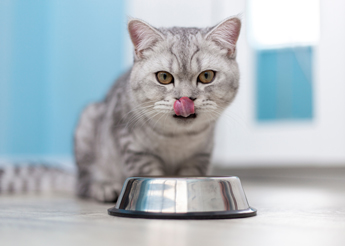 silver tabby cat licking lips in front of stainless steel food bowl playful cat behavior
