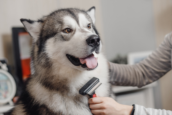 A fluffy dog being groomed with a brush in a cozy indoor setting showing the importance of pet care and maintenance
