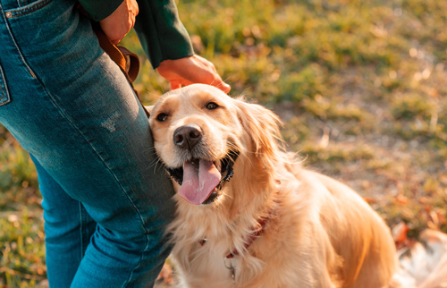 person petting a happy golden retriever dog enjoying the outdoors in a park golden retriever