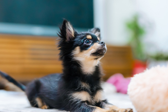 black and tan chihuahua puppy lying down looking up with playful expression and soft toy nearby two adorable dogs