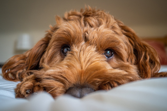 close-up of a brown dog resting its head on a bed with a calm expression
