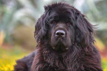 large black Newfoundland dog resting in a garden featuring vibrant colors with a background of greenery and flowers showcasing the beauty of nature and seven distinct characteristics of breed