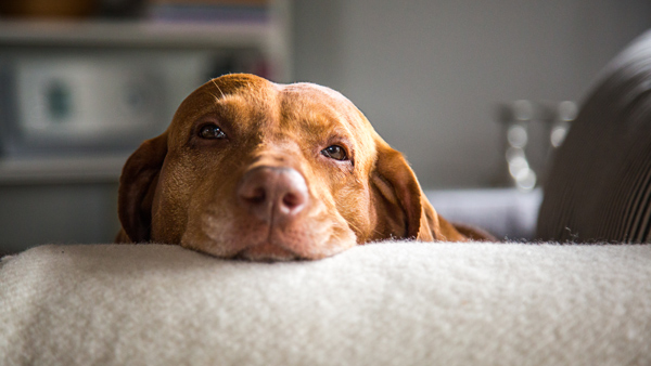dog resting on soft surface with a calm expression at home featuring a cozy atmosphere and comfort for four-legged friends