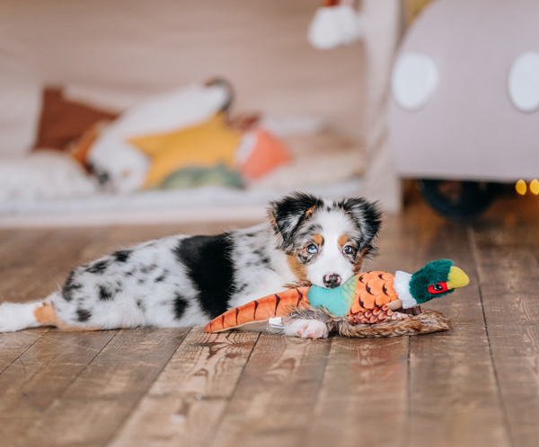 playful puppy lying on wooden floor with colorful stuffed toy in cozy indoor setting adorable dog