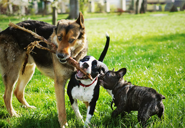three playful dogs enjoying a large stick in a green field outdoor scene with bright sunlight showcasing the fun and friendly nature of canines
