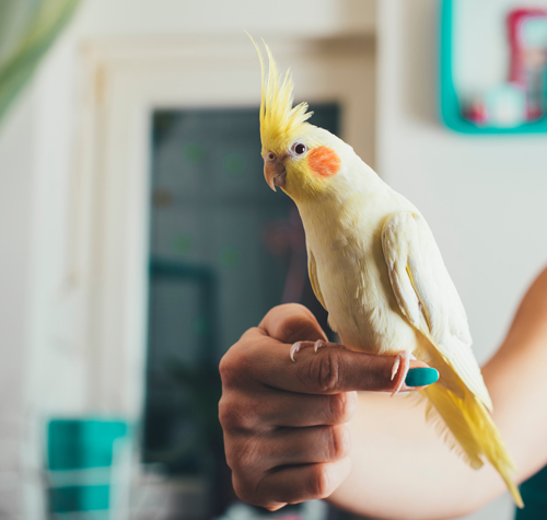 a person holding a yellow cockatiel with a crest in a bright room featuring soft colors and residential decor pet bird
