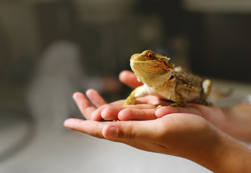 a person holding a bearded dragon lizard in their hands with a soft blurred background and focus on the lizard displaying details and colors of the creature
