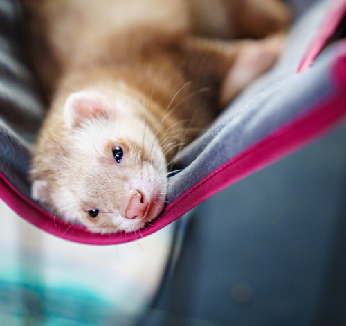 ferret resting comfortably on a gray and pink hammock with gentle expression