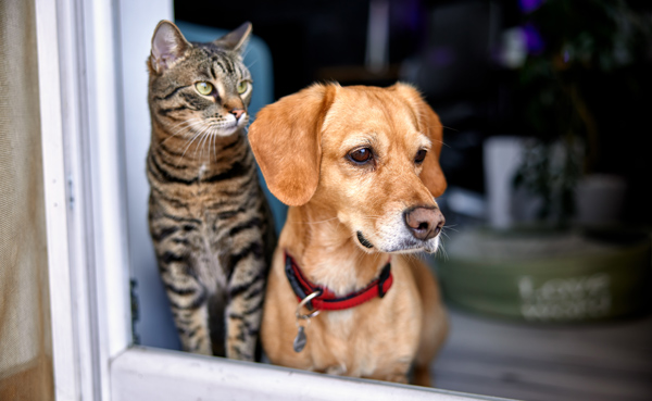 a curious tabby cat and a golden dog looking out from an open door enjoying a moment together pets and animals