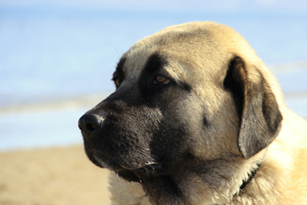 large brown dog with a black muzzle looking towards the sea on a sandy beach near water