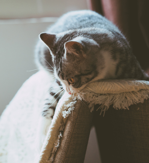cat sitting on a fabric chair observing surroundings playful curious cat characteristics playful feline behavior cozy indoor setting