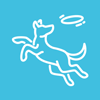 dog playing catch with frisbee in blue background fun pet activities